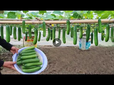 Discover tips on growing cucumbers with organic banana fertilizer for high yields